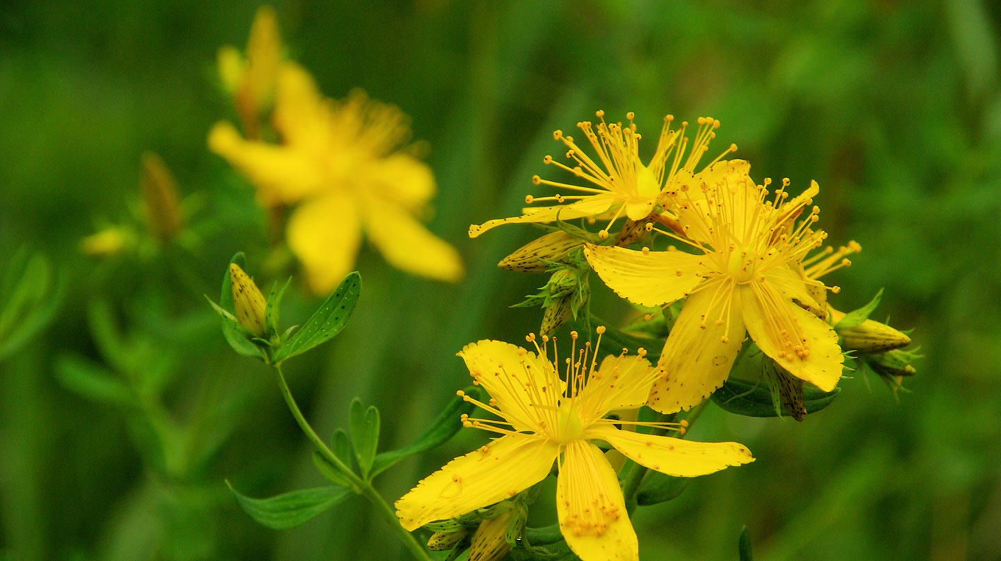 Johanniskraut mit seinen gelben Blüten hilft bei depressiven Verstimmungen